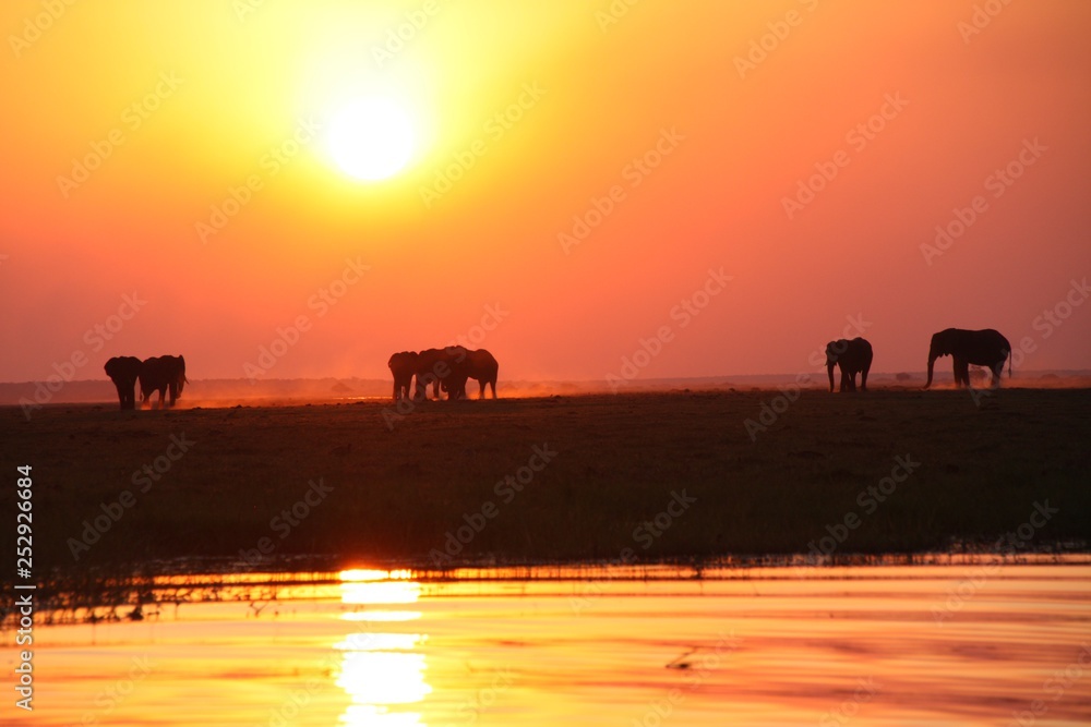 Wunderschöner Sonnenuntergang mit Elefanten