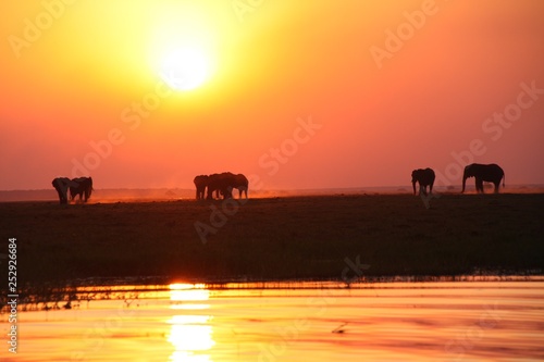 Wundersch  ner Sonnenuntergang mit Elefanten