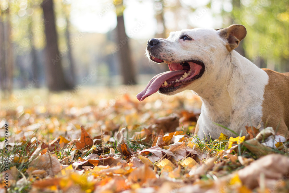 Happy Dog Portrait 