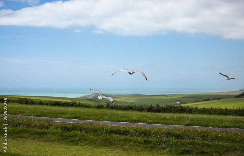 Blick vom Beachy Head mit Möwen bei Eastbourne England Blick vom Beachy Head mit Möwen bei Eastbourne England