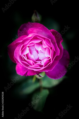 pink rose