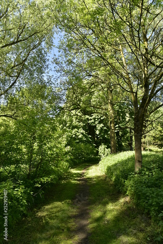 Chemin ombragé dans l'un des bois au domaine provincial de Rivierenhof à Anvers