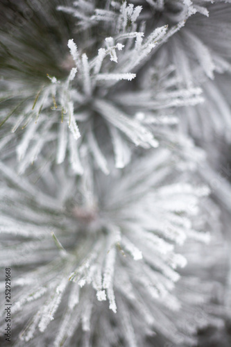 Coniferous branches covered with hoarfrost