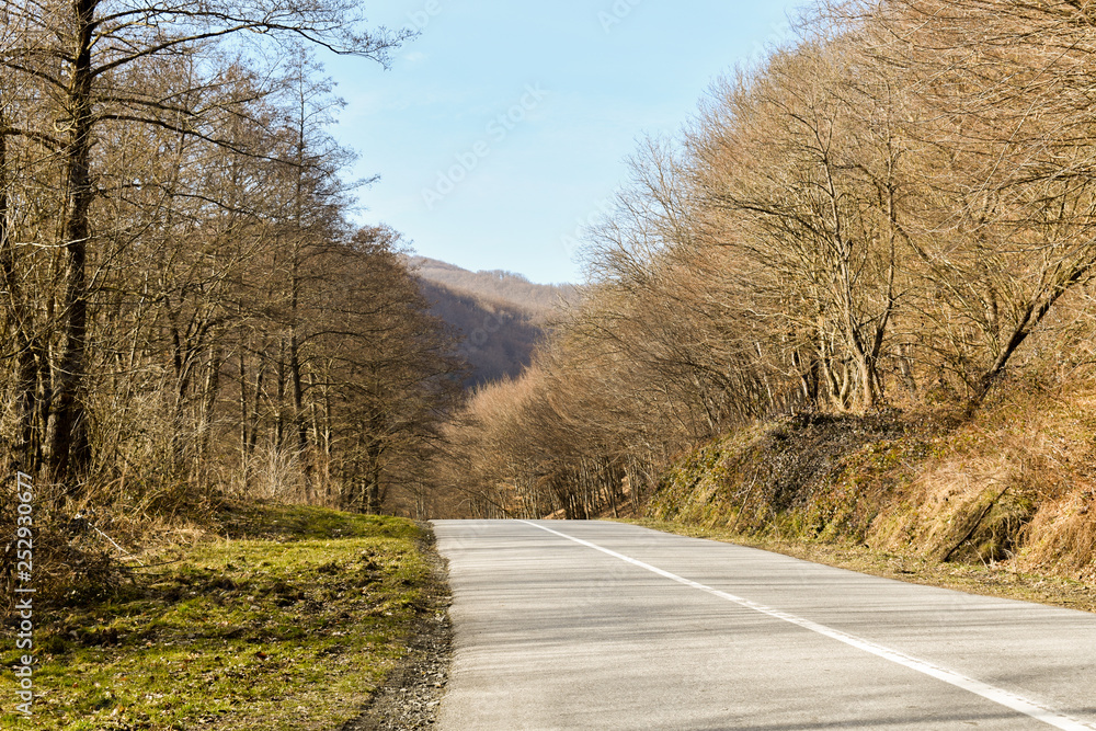 Fototapeta premium Road through deciduous forest during winter sunny day.