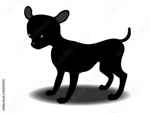 dog breed Chihuahua