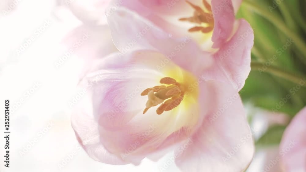 Extreme closeup of pink flower toulip; fresh rain water drops falling slowly; valentines, mother's day, woman's day concept; bright moody romantic scene; 4K UHD shot