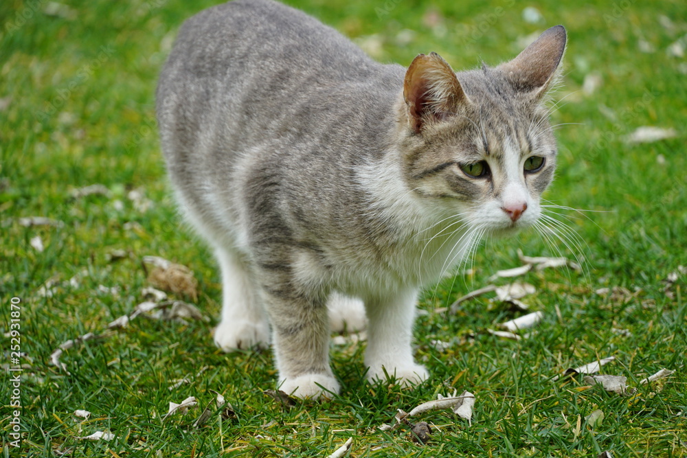 Obraz premium Gray cats 