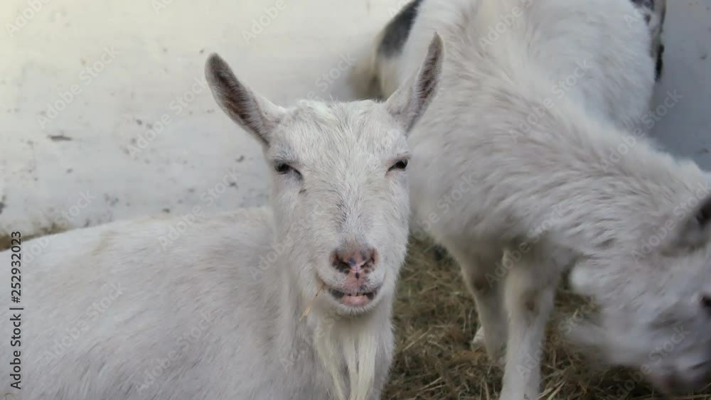 A sleepy goat sitting and lying on the hay in the barn. A sleepy goat sitting and lying on the hay in the barn.
