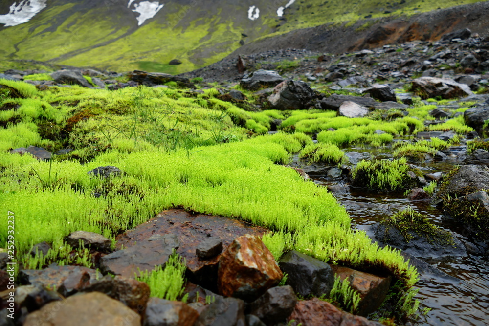 Bright green moss on a rainy day in Skaftafell National Park, Iceland Bright green moss on a rainy day in Skaftafell National Park, Iceland
