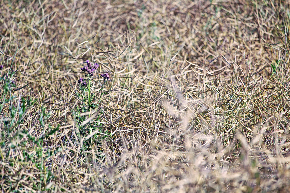 Harvest in Summer Harvest in Summer