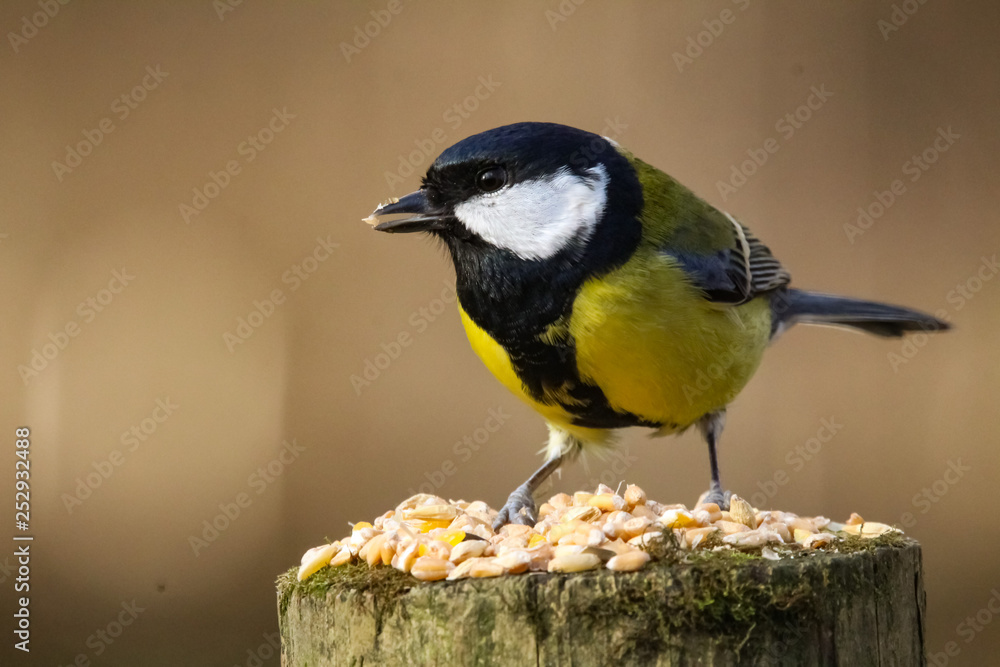 Obraz premium great tit