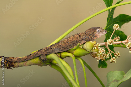Mossy Prehensile Tail Gecko (Mniarogekko chahoua) on palm branch photo