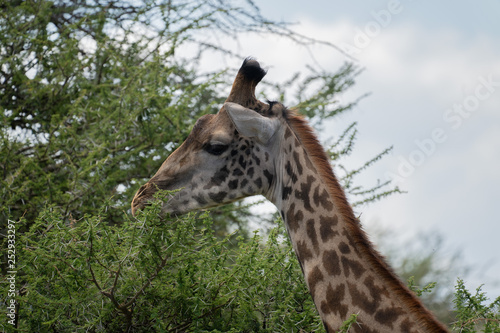 Sticker giraffe in africa