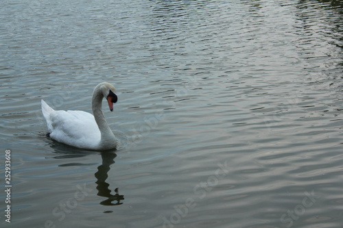 Swan in the pool
