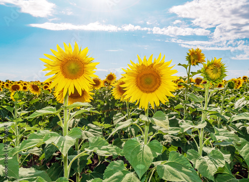 Beautiful sunflowers in the field natural background  Sunflower blooming.