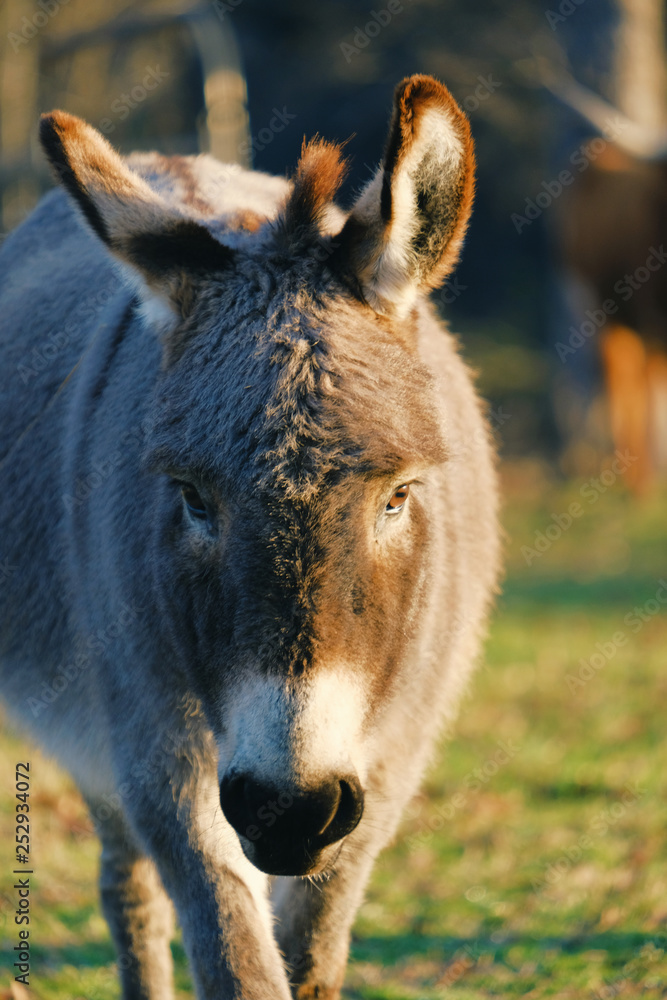 Mini donkey on farm looking at camera during morning light. Mini donkey on farm looking at camera during morning light.