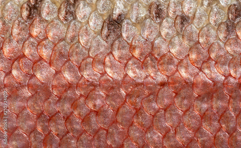 A detailed image of the skin of rainbow trout with pink, seebristy and brown scales. Macro shooting texture A detailed image of the skin of rainbow trout with pink, seebristy and brown scales. Macro shooting texture