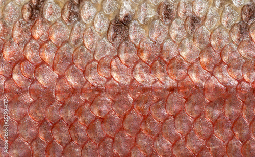 A detailed image of the skin of rainbow trout with pink, seebristy and brown scales. Macro shooting texture