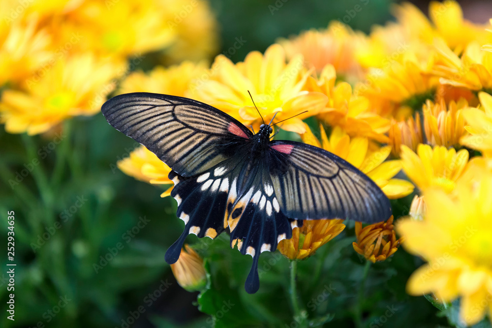 Close-up of a black butterfly sitting on yellow flower Close-up of a black butterfly sitting on yellow flower