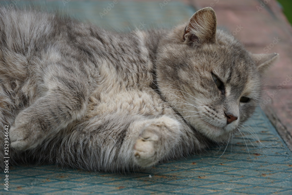 Obraz premium walking cat