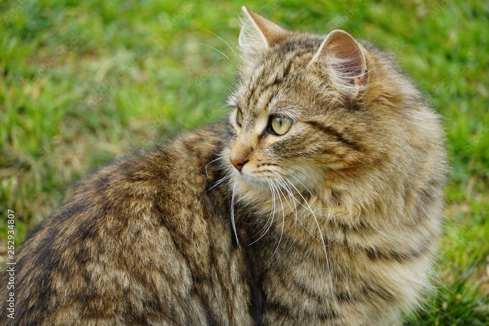 walking cat walking cat