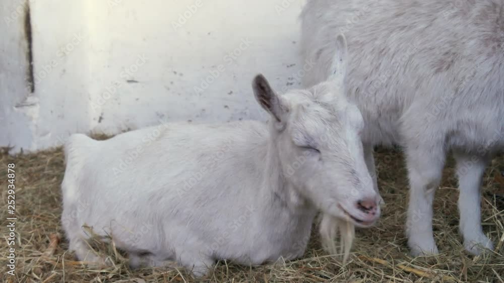 A sleepy goat sitting and lying on the hay in the barn. A sleepy goat sitting and lying on the hay in the barn.
