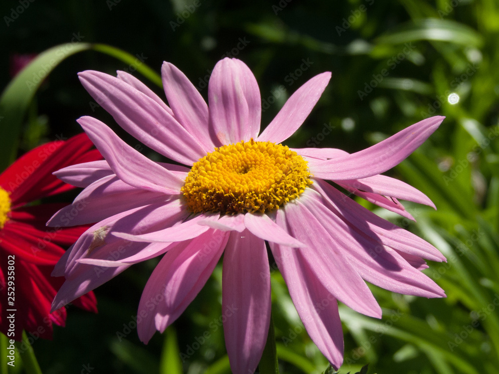 Obraz premium kwiat, ogród