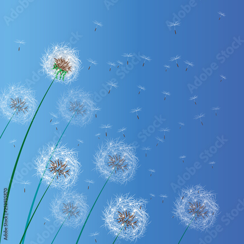 Vector illustration of spring background with white dandelions. Dandelion seeds blowing from stem.