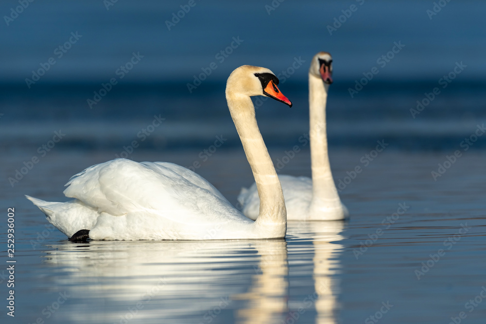 Fototapeta premium Swan on blue lake water in sunny day