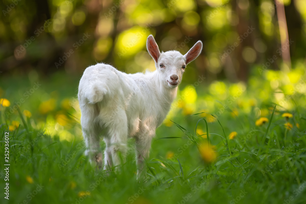 Fototapeta premium White baby goat standing on green grass