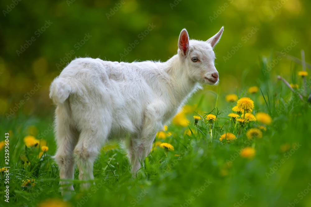 Obraz premium White baby goat standing on green grass
