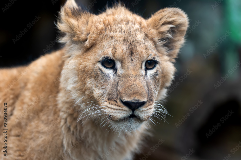 Obraz premium Lion cub in spring time