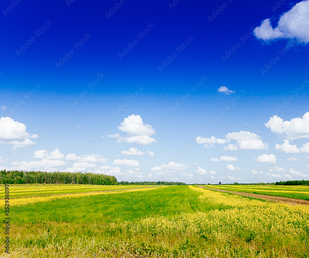Fototapeta premium Spring summer background - rural road in green grass field meadow scenery lanscape with blue sky