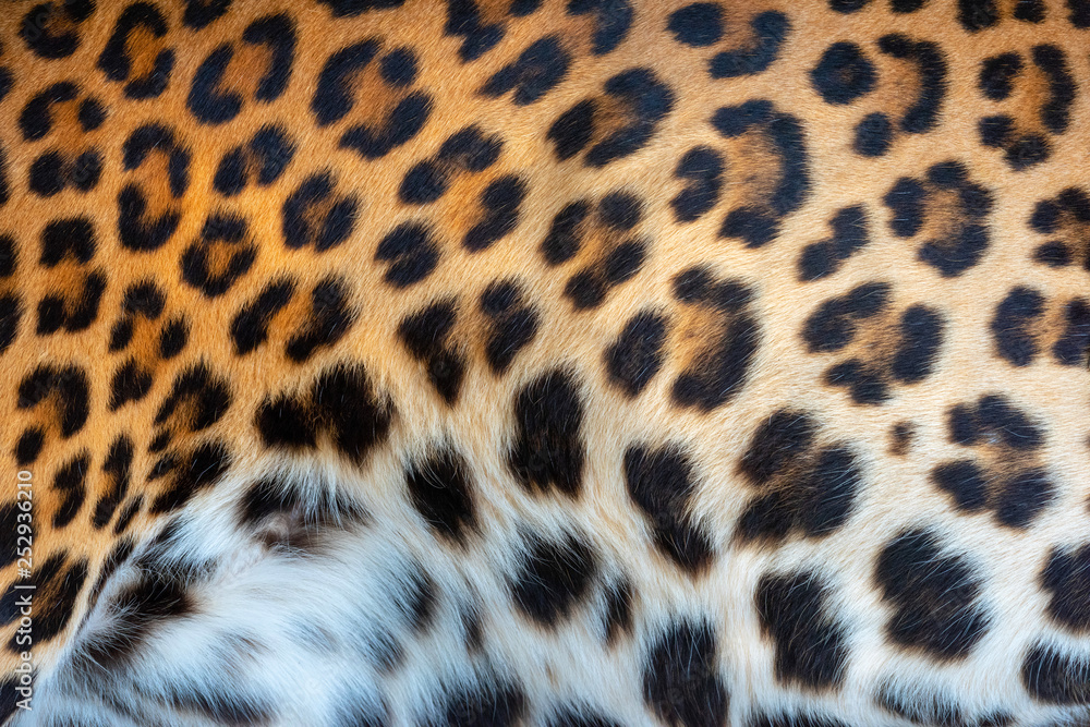 Leopard skin texture for background Leopard skin texture for background