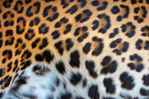Leopard skin texture for background © byrdyak