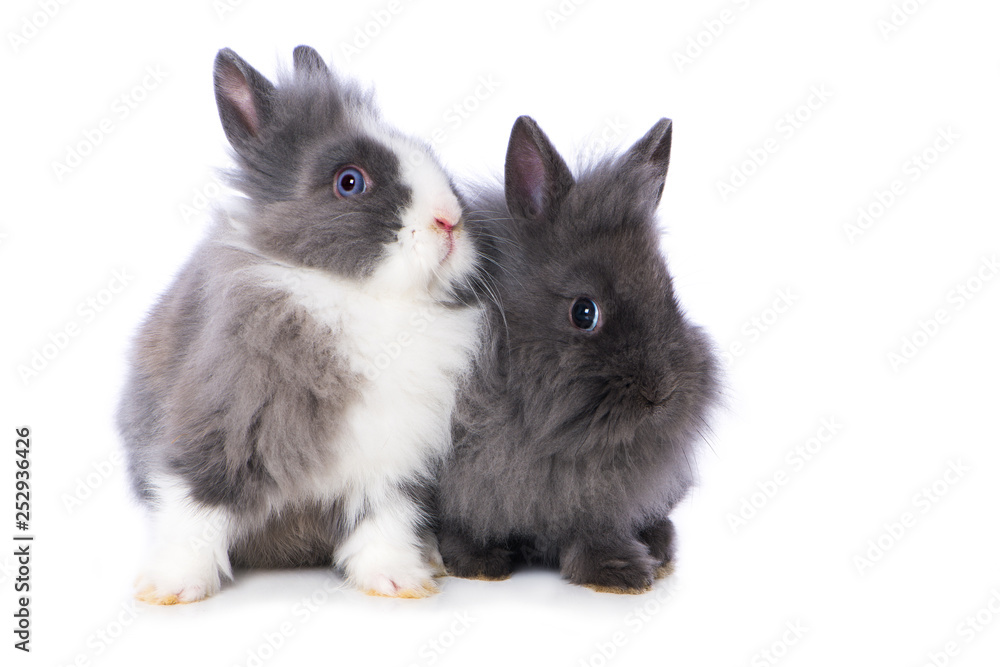 Obraz premium Cute dwarf rabbits on white background