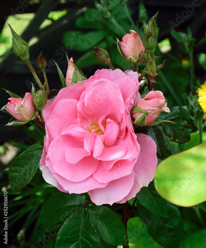 Beautiful Roses.