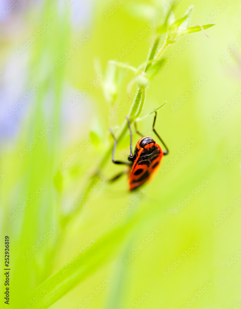 Naklejka premium Firebug on the green stalk.