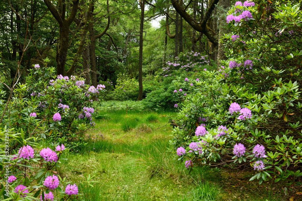 Woodland deer hunting grounds of Benmore Estate at Knock with invasive Rhododendron Ponticum on Isle of Mull Inner Hebrides Scotland UK Woodland deer hunting grounds of Benmore Estate at Knock with invasive Rhododendron Ponticum on Isle of Mull Inner Hebrides Scotland UK