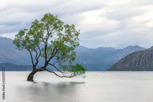 Wanaka Tree