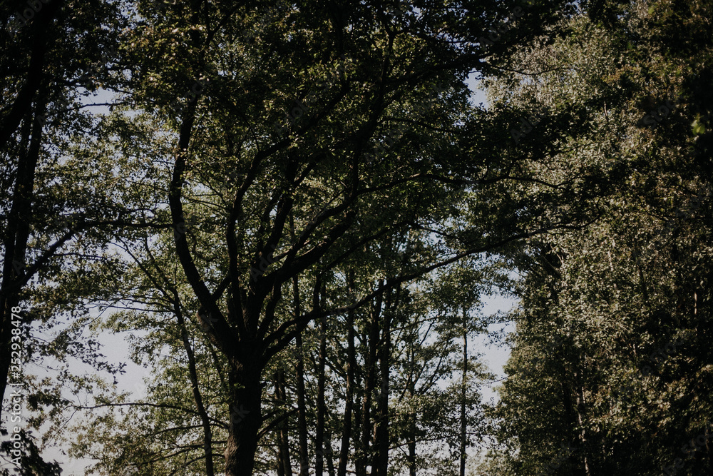 Obraz premium trees in the forest