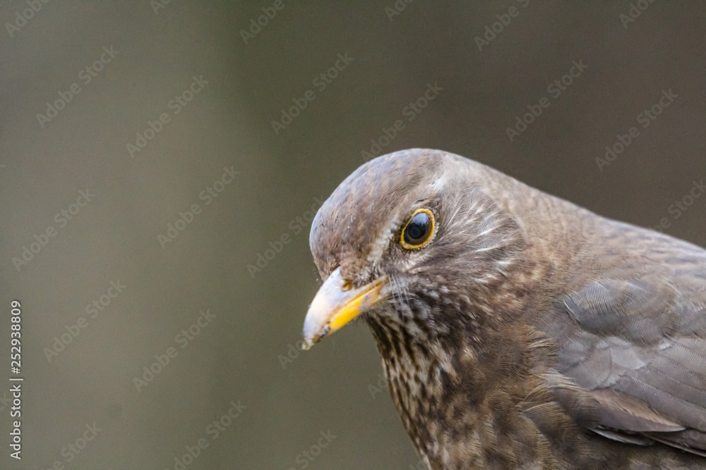Fototapeta premium blackbird