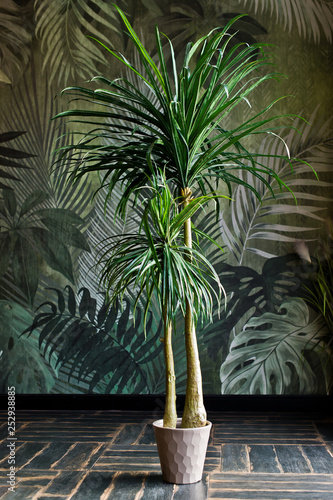 Palm tree in pot  house plant. Design  interior  minimalism. Side view