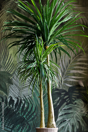 Palm tree in pot  house plant. Design  interior  minimalism. Side view
