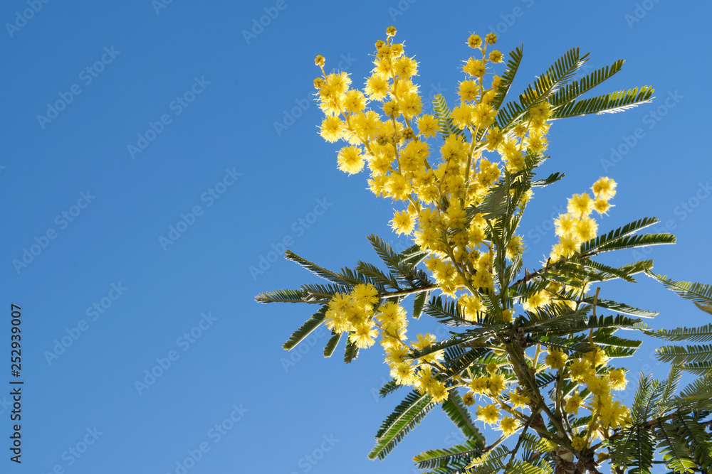 Mimosa Spring Flowers Easter background. Blooming mimosa tree over blue sky with copy space Mimosa Spring Flowers Easter background. Blooming mimosa tree over blue sky with copy space