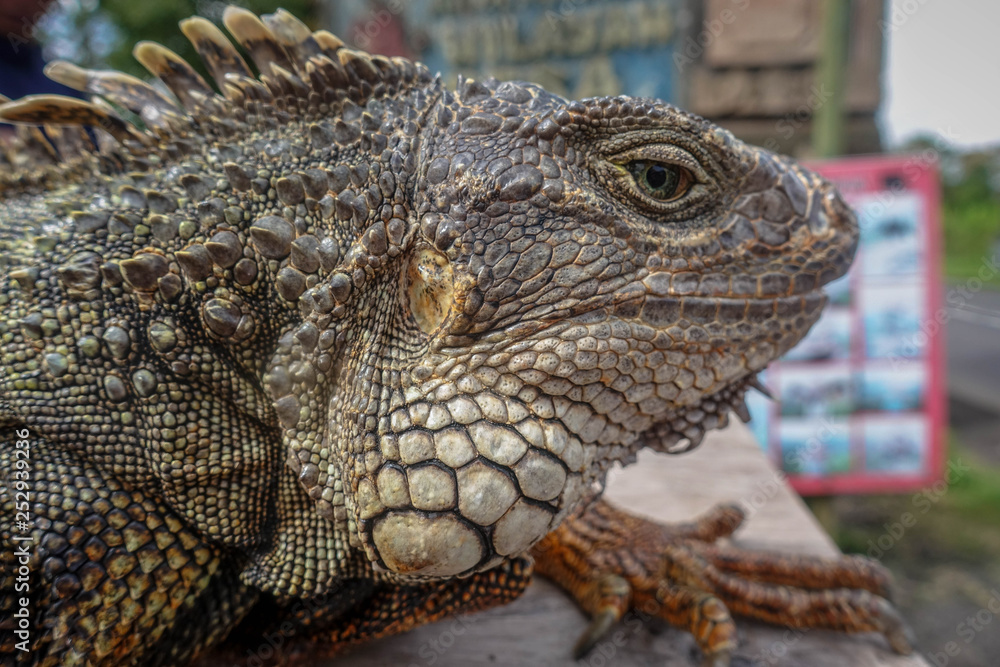 Fototapeta premium Iguana isolated, wildlife, Munduk, north of Bali, Indonesia
