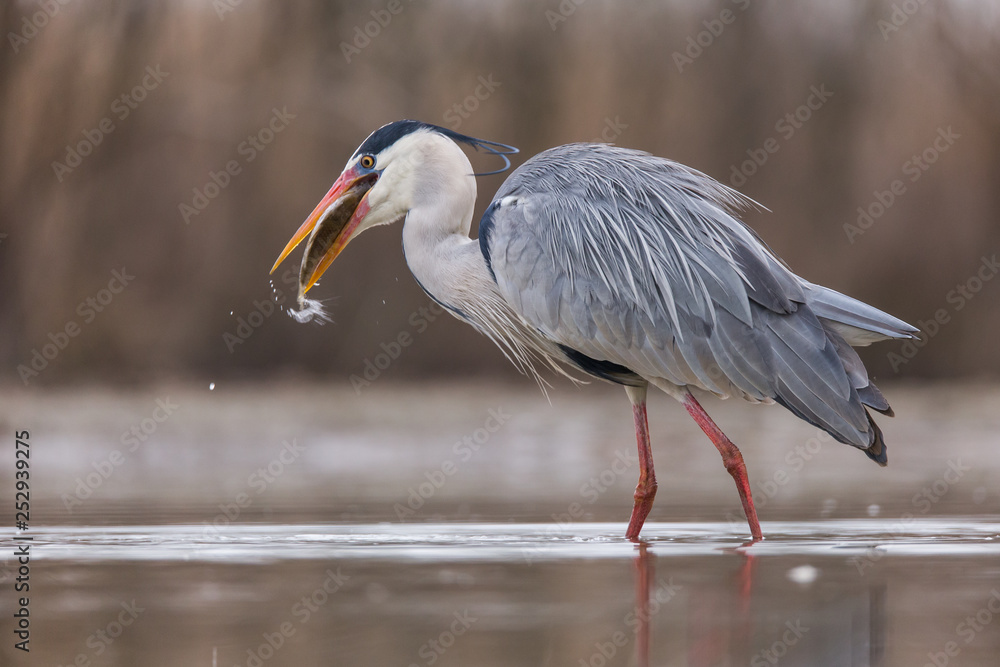 Fototapeta premium Grey Heron