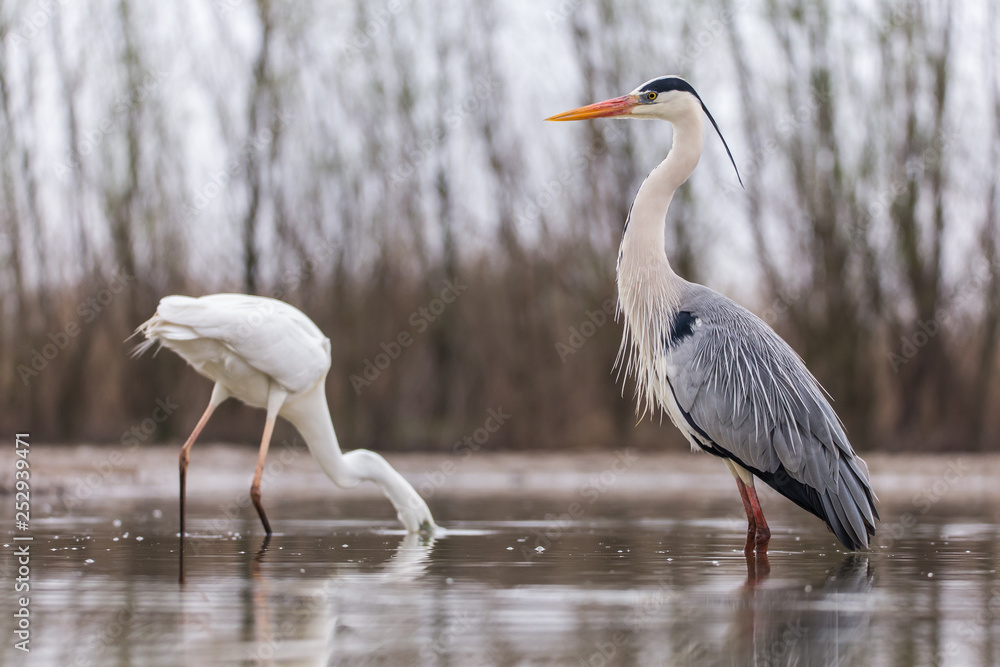 Obraz premium Grey Heron