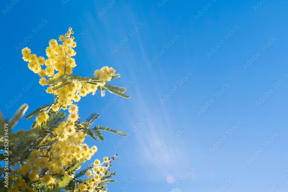 Mimosa Spring Flowers Easter background. Blooming mimosa tree over blue sky with copy space Mimosa Spring Flowers Easter background. Blooming mimosa tree over blue sky with copy space