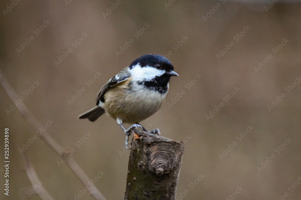 Naklejka premium coletit